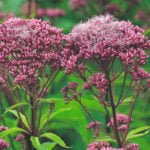 From the Upper Class: Lush Handsome Eupatorium