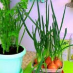 Garden On the Windowsill: Grow Onions, Garlic and Carrots On the Greens
