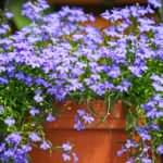 Gentle Lobelia: Growing and Care, Her Place in the Garden