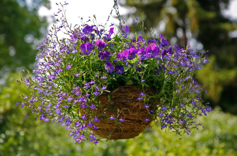 Gentle Lobelia: Growing and Care, Her Place in the Garden