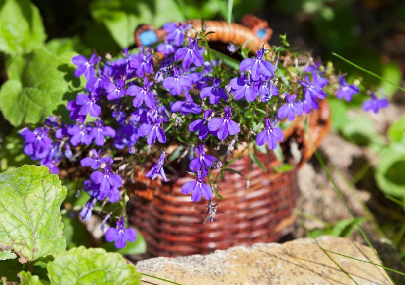 Gentle Lobelia: Growing and Care, Her Place in the Garden