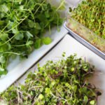 Growing Micro-Green for a Great Benefit