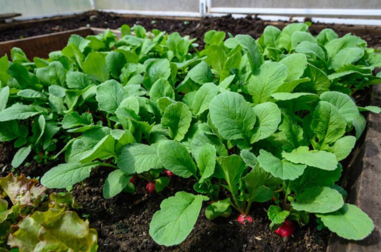 Growing Radishes in the Greenhouse. Best Landscape Ideas