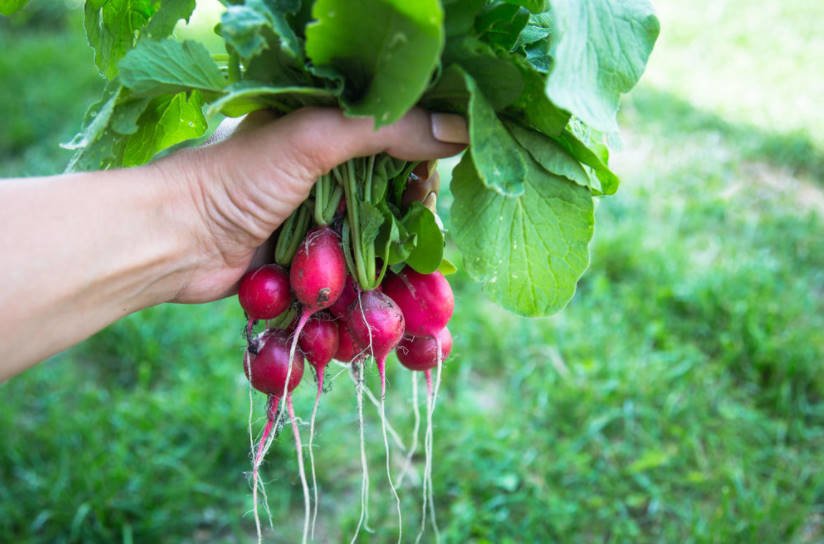 Growing Radishes in the Greenhouse. Recommendations.