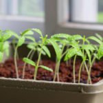 Growing Tomato Seedlings: Where to Start?