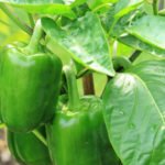 How to Grow Peppers – Tips