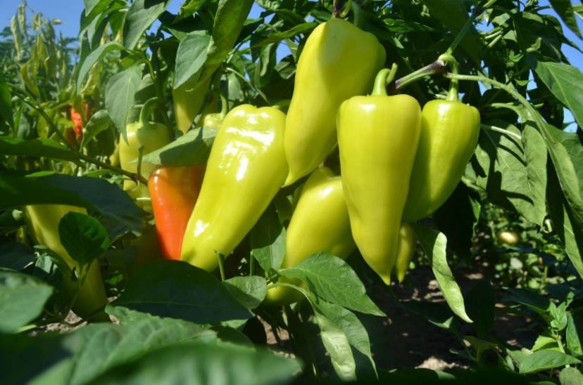 How to Grow Peppers - Tips