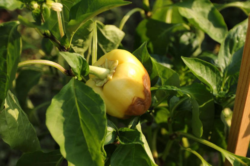 How to Grow Peppers - Tips