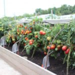 How to Grow Tomatoes in Ridges-Boxes