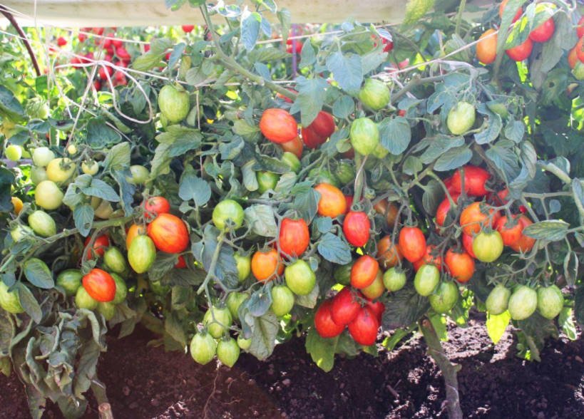 How to Grow Tomatoes in Ridges-Boxes