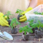 How to Make Peat Tablets at Home