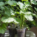 How to Reproduce Pelargonium Qualitatively