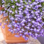 How to Sow Lobelia and Verbena on Seedlings
