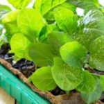 How to Sow Peppers and Eggplant on Seedlings