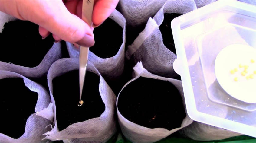 How to Sow Peppers and Eggplant on Seedlings