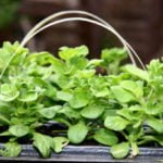 How to Sow Petunia on Seedlings