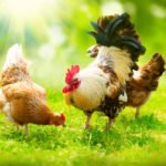 Interesting Facts About Cocks and Hens