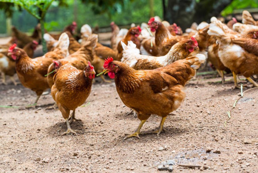 Interesting Facts About Cocks and Hens