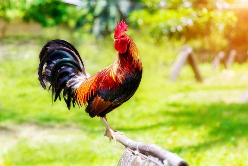 Interesting Facts About Cocks and Hens