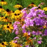 People’s Deputies: 10 Perennials from Provincial Flower Beds