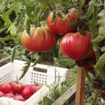 Proven Varieties of Tomatoes: Practical Large-Fruited