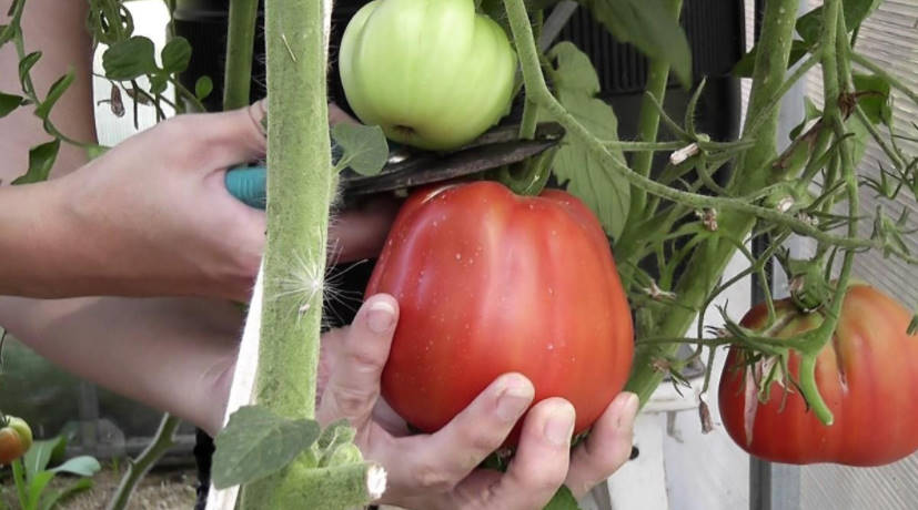 Proven Varieties of Tomatoes: Practical Large-Fruited