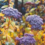 Resistant Soldiers: 10 Perennials for Winter Flower Garden