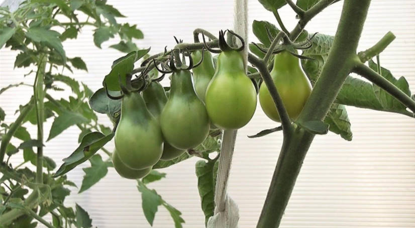 Small-Fruited Tomatoes: Tested Varieties