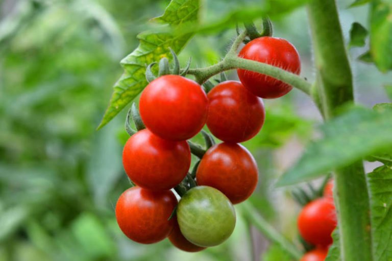 Small-fruited Tomatoes: Tested Varieties - Best Landscape Ideas