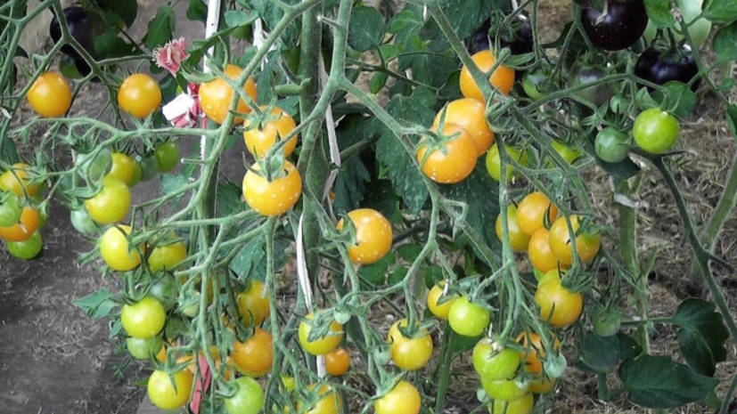 Small-Fruited Tomatoes: Tested Varieties