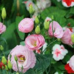 Sowing for Seedlings in January: Primrose, Lavender, Eustoma, Cloves Shabo