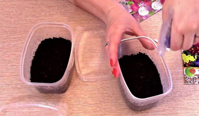 Sowing for Seedlings in January: Primrose, Lavender, Eustoma, Cloves Shabo