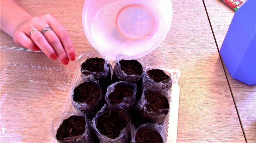 Sowing for Seedlings in January: Primrose, Lavender, Eustoma, Cloves Shabo