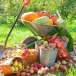 The Basics of Vegetable Production for Advanced Methods