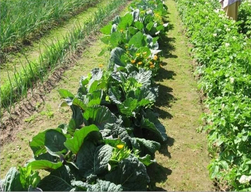 The Basics of Vegetable Production for Advanced Methods