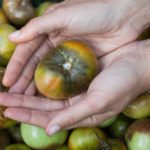 The Habits of Phytophthora