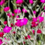 The Most Popular Express Perennials