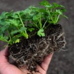 Tip: How to Sow Celery on Seedlings