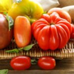 Tomatoes of Unusual Shape Ribbed and Long-Fruited