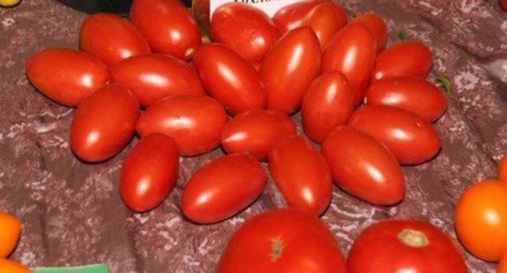Tomatoes of Unusual Shape Ribbed and Long-Fruited