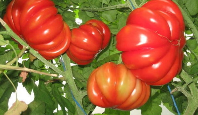 Tomatoes of Unusual Shape Ribbed and Long-Fruited