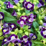 Torenia: Bright Annual in Your Area