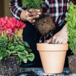 Transshipment is a Gentle Way of Transplanting Plants