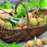 Treasures from the Underground: Roots and Tubers