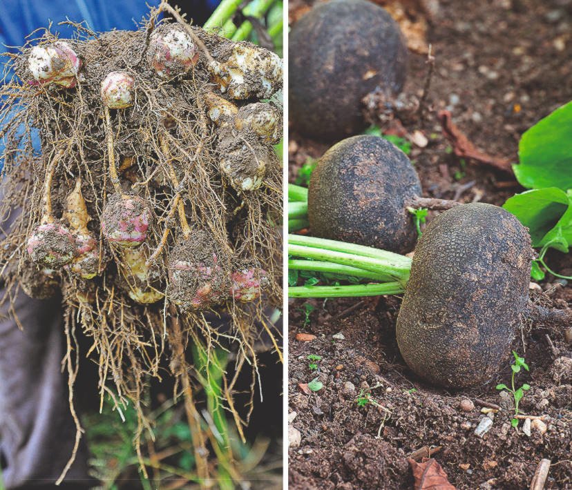 Treasures from the Underground: Roots and Tubers