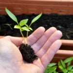 Useful Information: Pepper Seedlings Picking