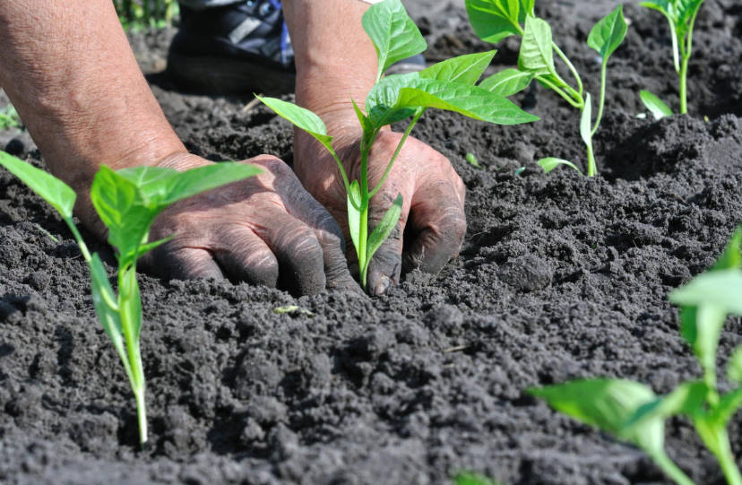 Useful Information: Pepper Seedlings Picking