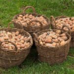 Useful Tips for the Gardener: Planting Potatoes in a New Way