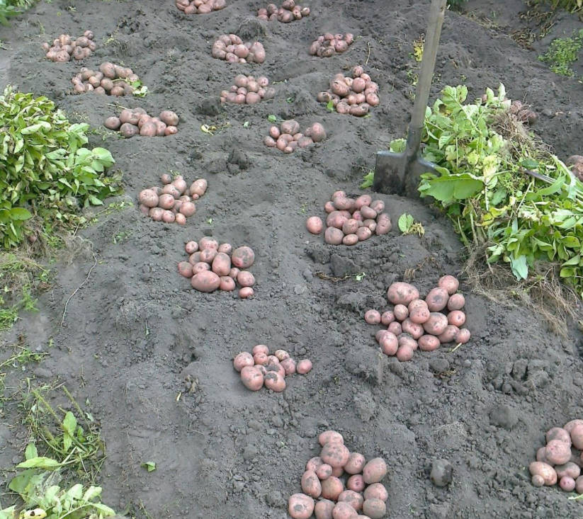 Useful Tips for the Gardener: Planting Potatoes in a New Way