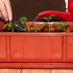 What Water is Better to Water the Seedlings?